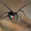 Woman Finds Black Widow Spider In Whole Foods Grapes